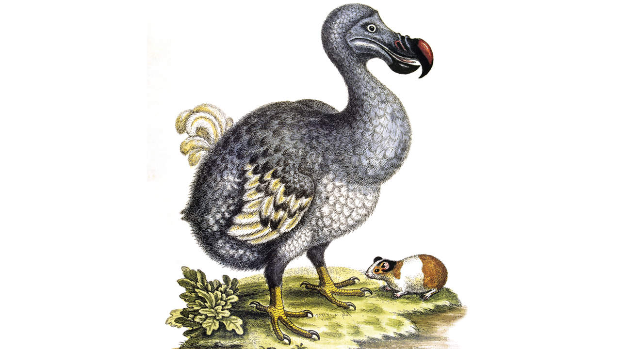 The Dodo Bird: Back From Extinction