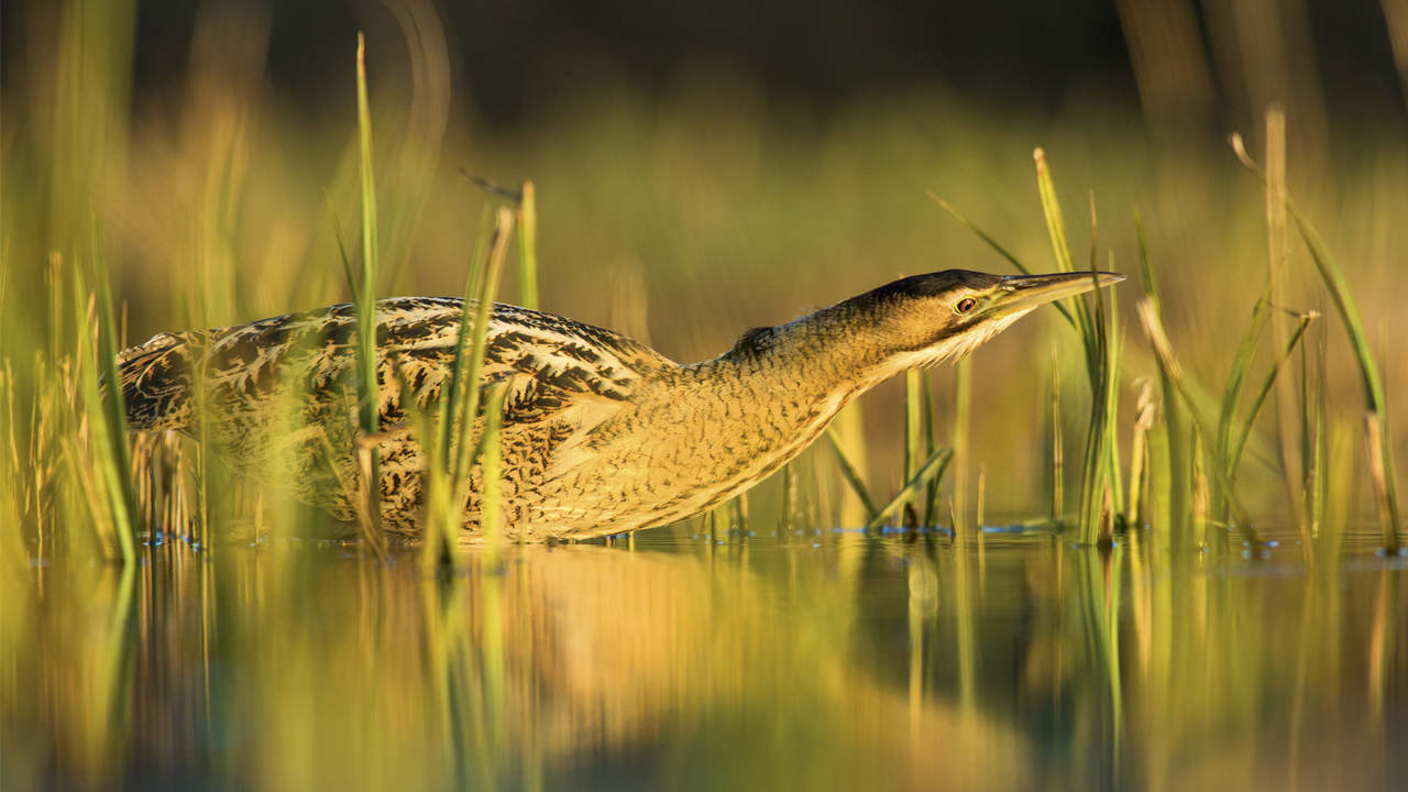 The Norfolk Broads: A Maze Of Waterways