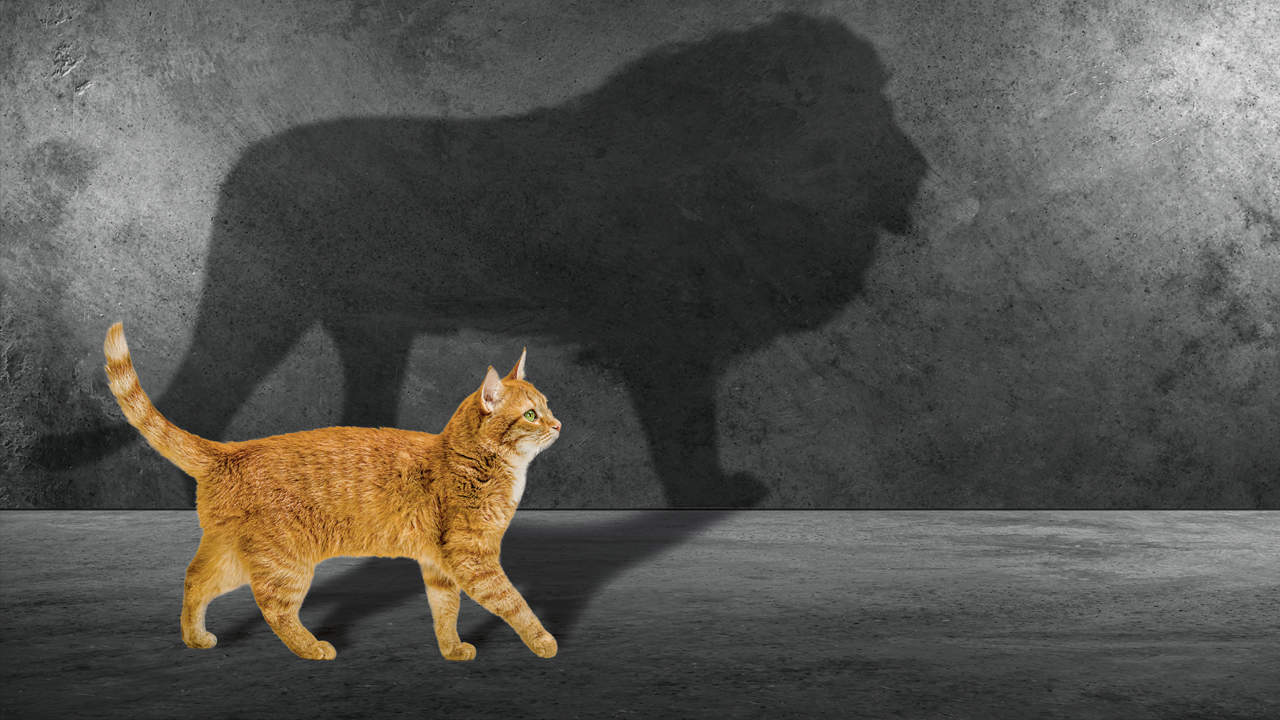 The Truth About Cats: Are They Really Domesticated?
