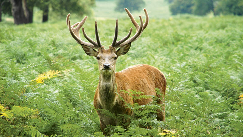 434 London Parks Richmond Park2 Istock
