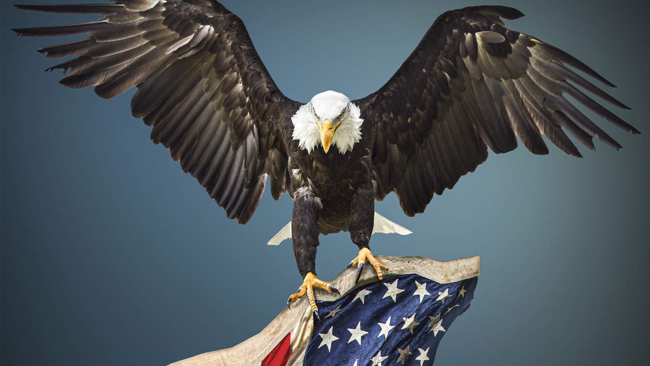 The Bald Eagle: America's National Emblem