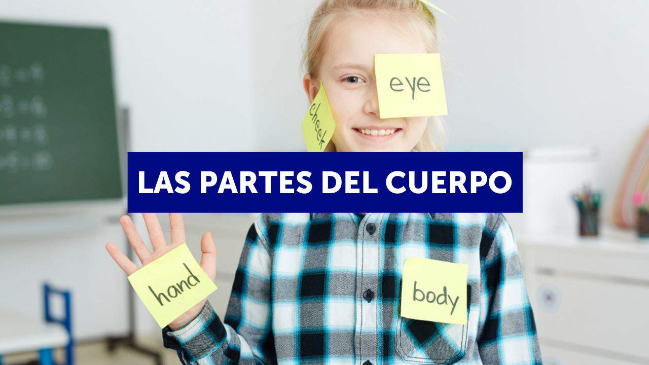  Las partes del cuerpo humano en inglés y español para memorizar 