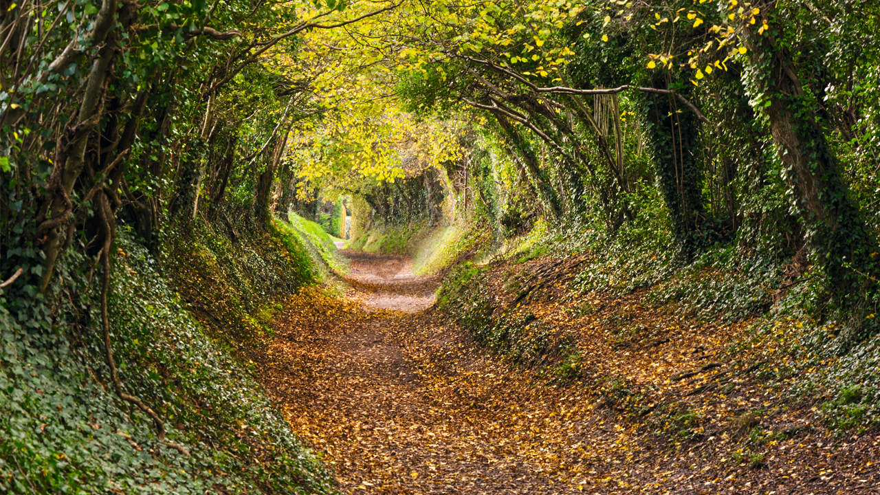 Sunken Roads: Footpaths to the Past